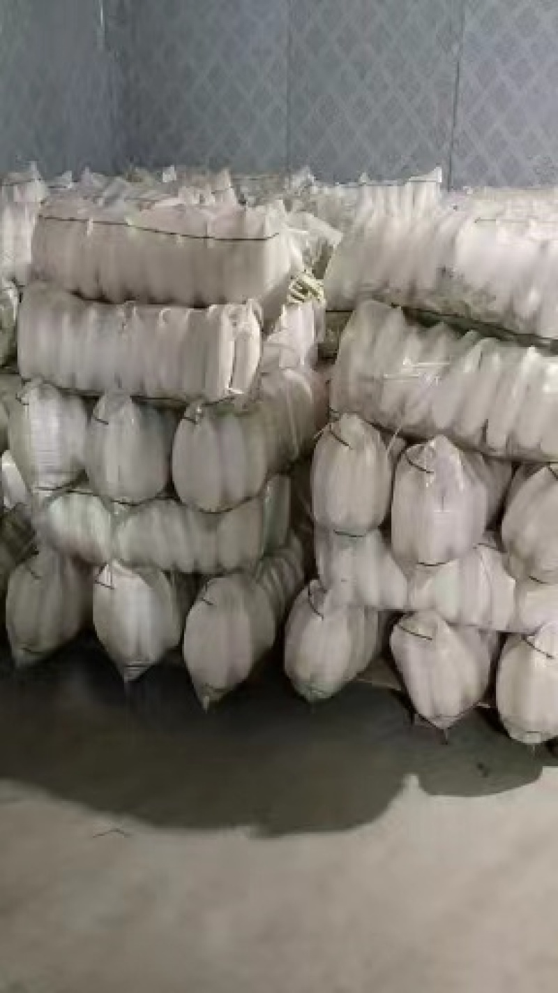 安阳白萝货量充足地头装货一亩2000到2500欢迎备货