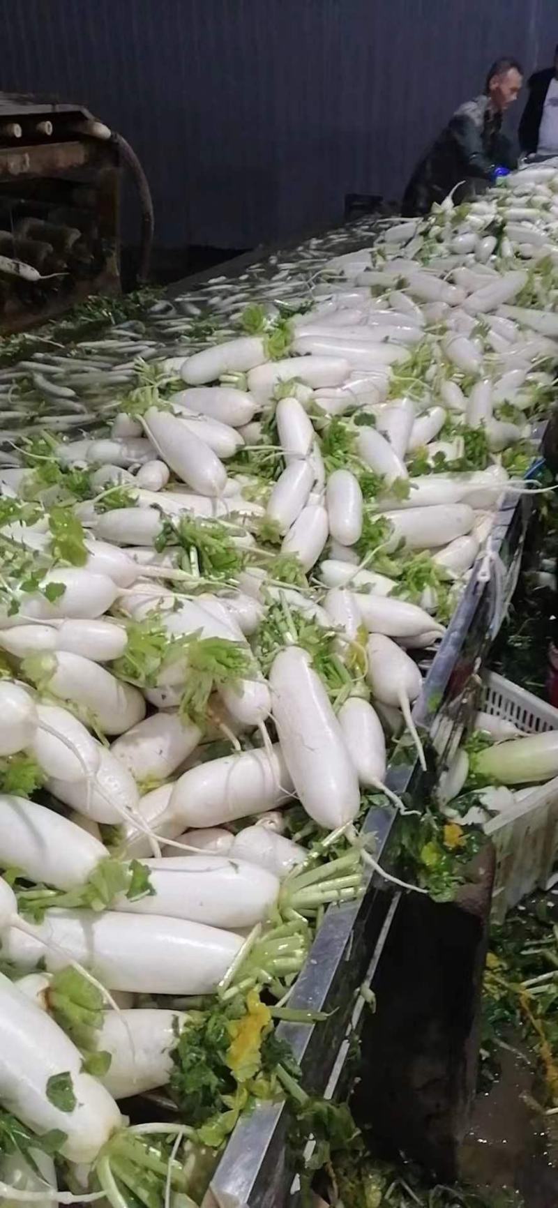 安阳白萝货量充足地头装货一亩2000到2500欢迎备货