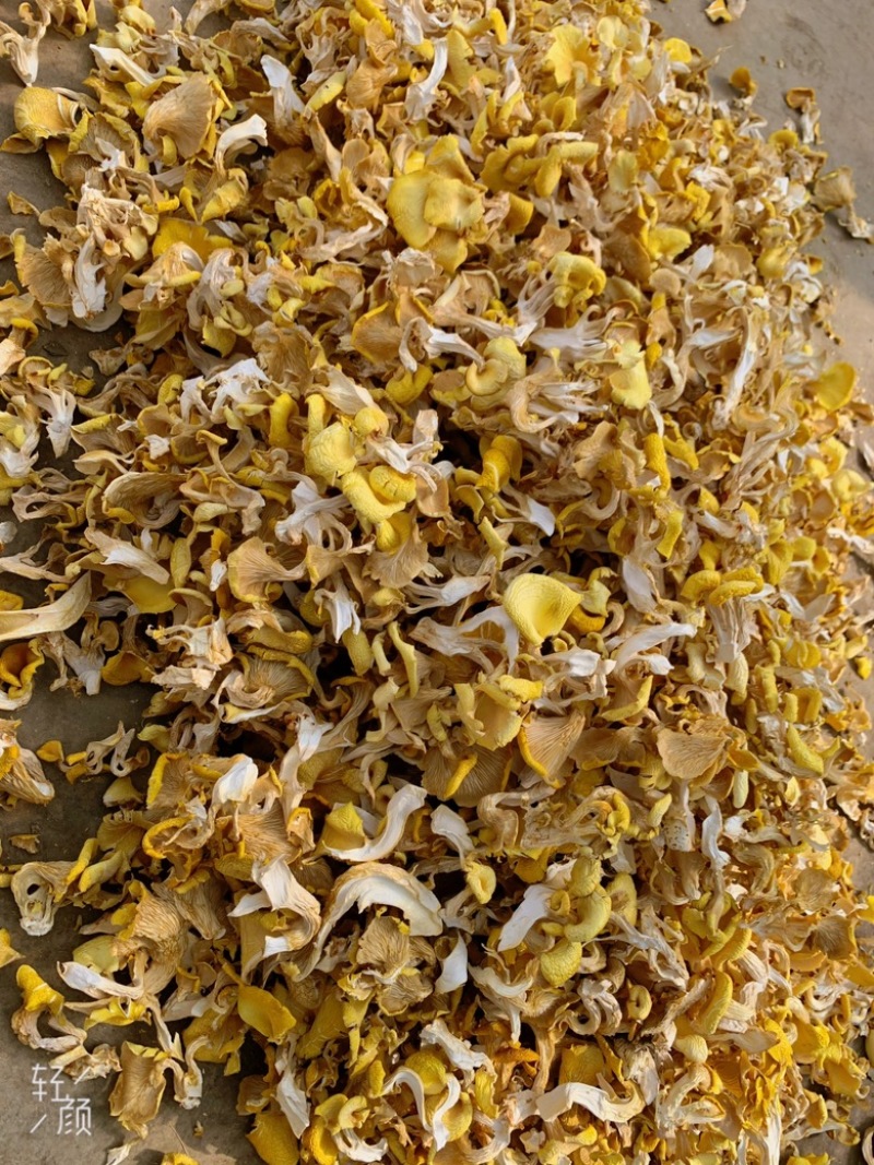 烘干鸡油菌，大量烘干鸡油菌，价格好商量……云南本地货，