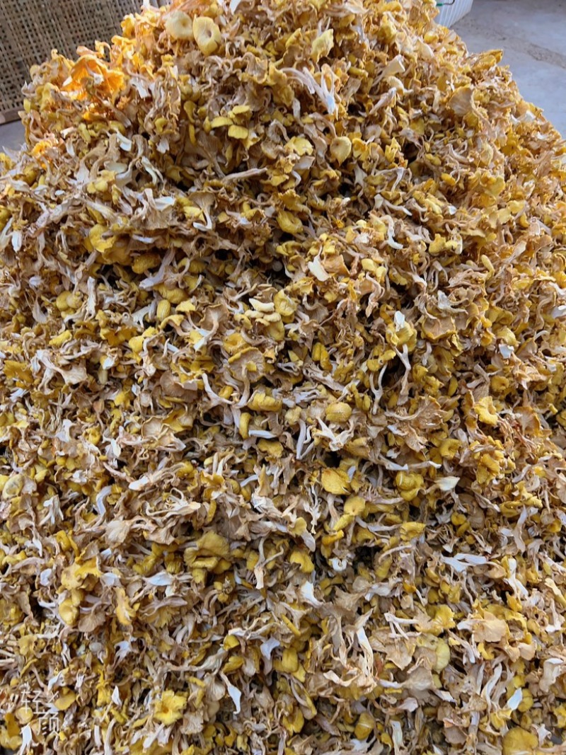 烘干鸡油菌，大量烘干鸡油菌，价格好商量……云南本地货，