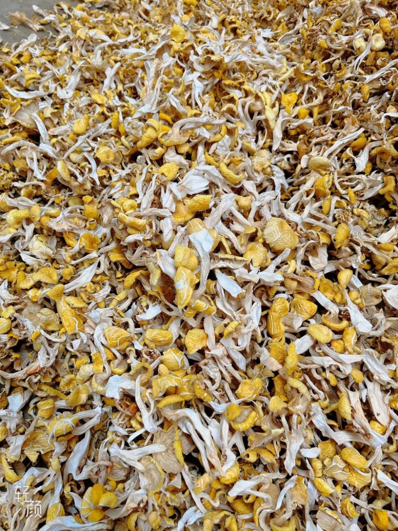 烘干鸡油菌，大量烘干鸡油菌，价格好商量……云南本地货，