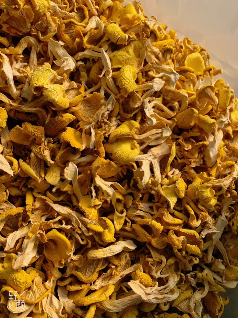 烘干鸡油菌，大量烘干鸡油菌，价格好商量……云南本地货，