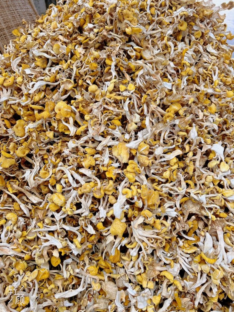 烘干鸡油菌，大量烘干鸡油菌，价格好商量……云南本地货，