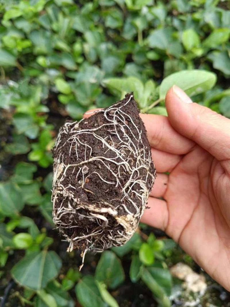 钦蜜9号百香果苗