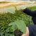 钦蜜9号百香果苗