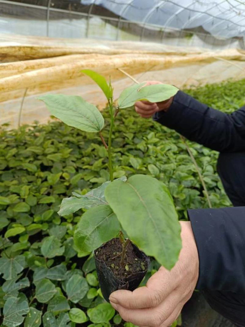 钦蜜9号百香果苗