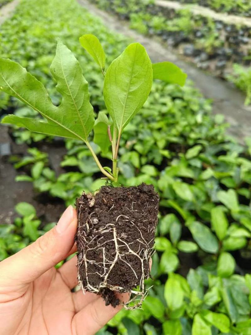 钦蜜9号百香果苗