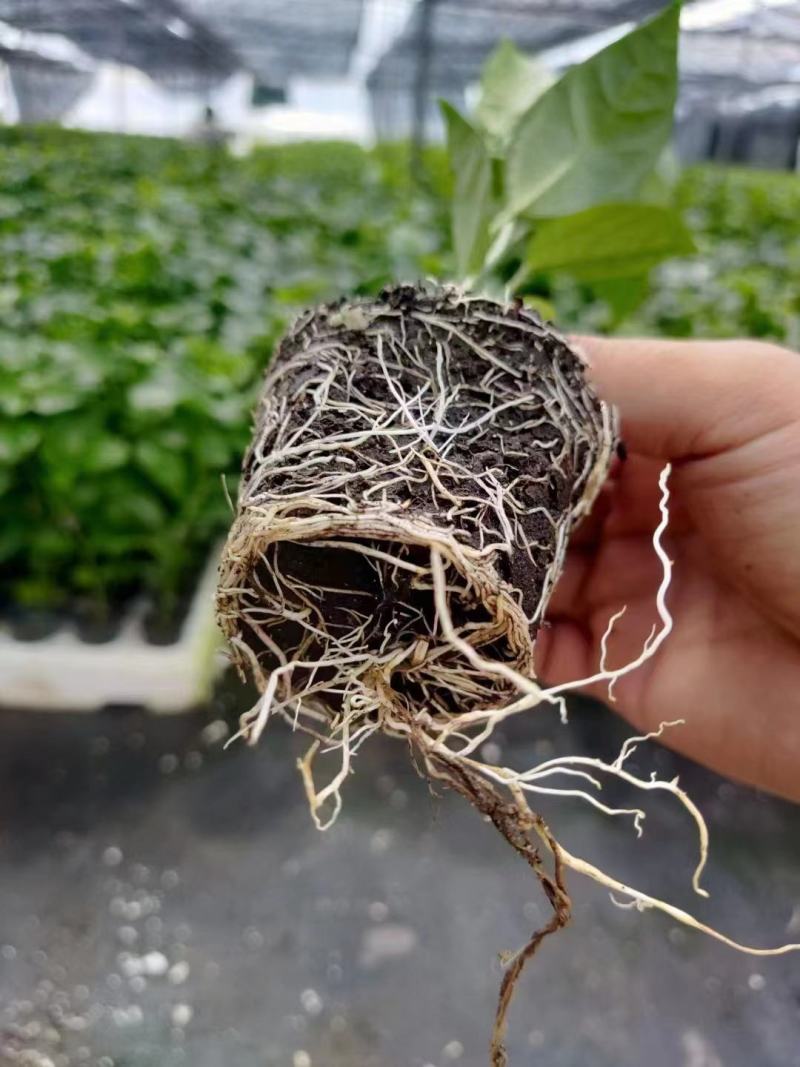 钦蜜9号百香果苗