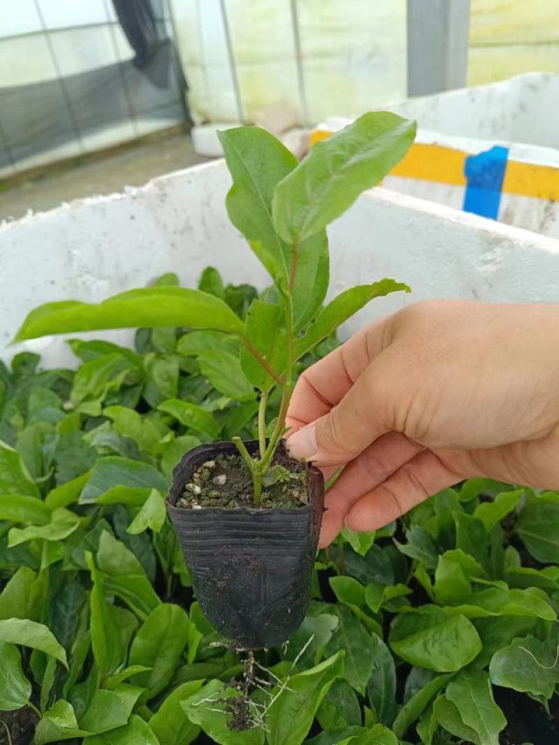 钦蜜9号百香果苗
