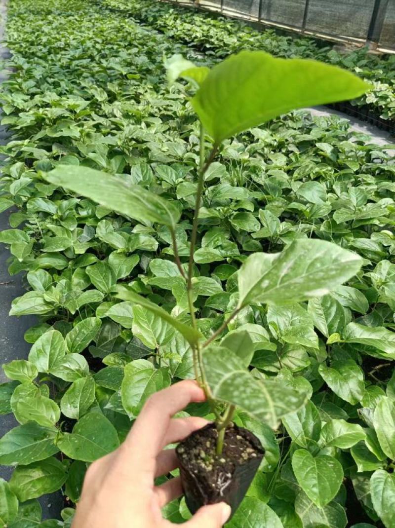 钦蜜9号百香果苗