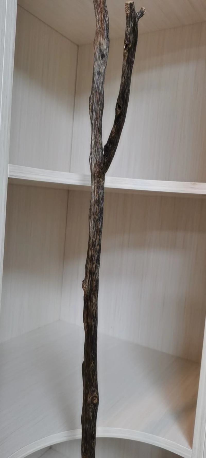 正宗绿奇楠虎斑紫棋内熟品种