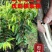 正宗绿奇楠虎斑紫棋内熟品种