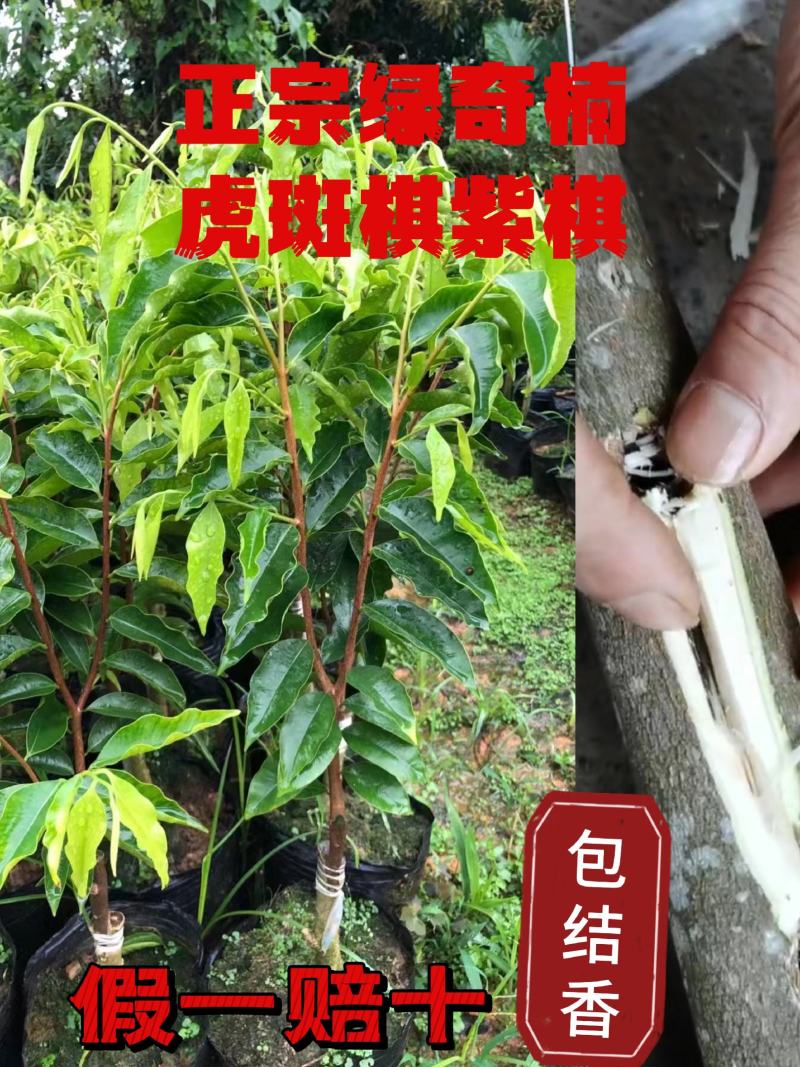 正宗绿奇楠虎斑紫棋内熟品种
