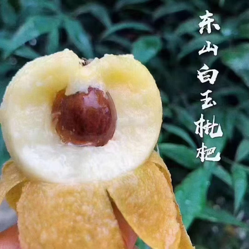 东山白玉枇杷