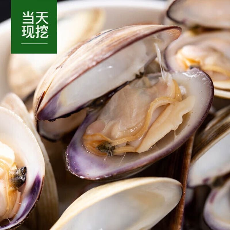 蛤蜊海鲜水产美贝文蛤贝类大美贝批发