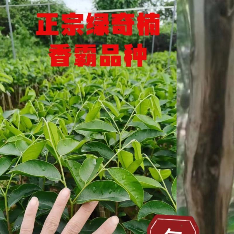 正宗绿奇楠香霸内熟品种
