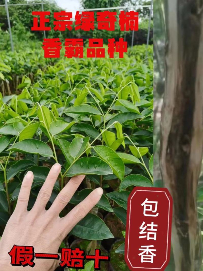 正宗绿奇楠香霸内熟品种