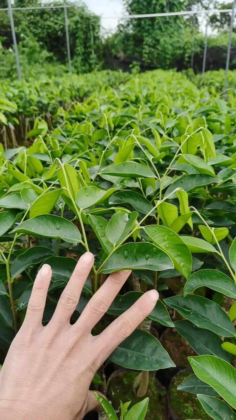 正宗绿奇楠香霸内熟品种