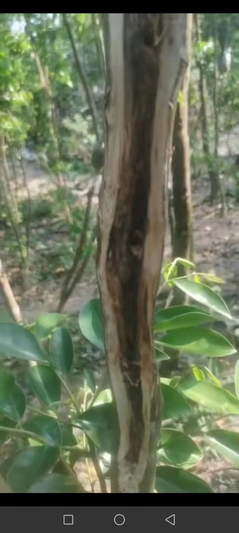 正宗绿奇楠香霸内熟品种