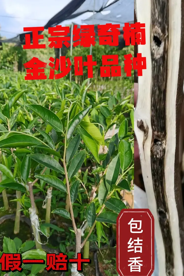 銘「寒梅」　真南蛮　聞香　香木　沈香　香道　奇南　伽南　沉香 沉香树苗批发]正宗绿奇楠金沙叶内熟品种价格14.90元/棵- 一亩田