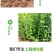 胶东卫矛树苗北方绿篱工程苗四季常青冬青卫矛绿化工程苗绿化