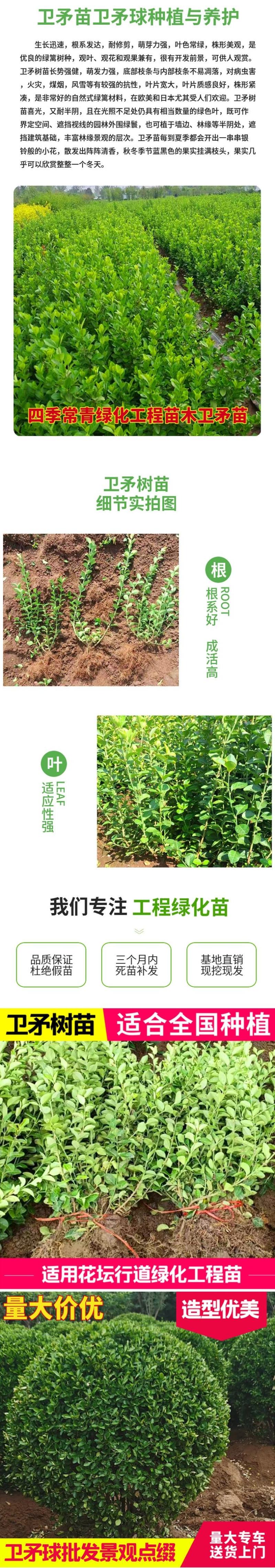 胶东卫矛树苗北方绿篱工程苗四季常青冬青卫矛绿化工程苗绿化