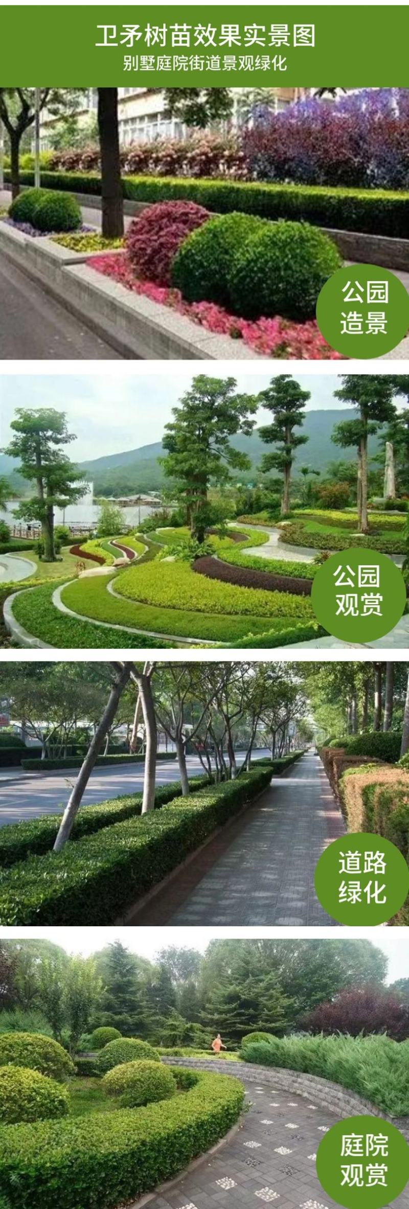 胶东卫矛树苗北方绿篱工程苗四季常青冬青卫矛绿化工程苗绿化