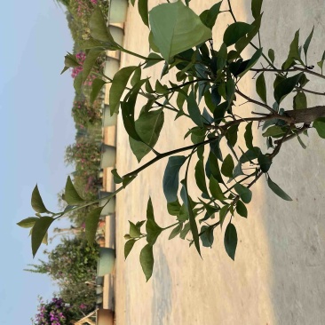 出售小盆水红三角梅