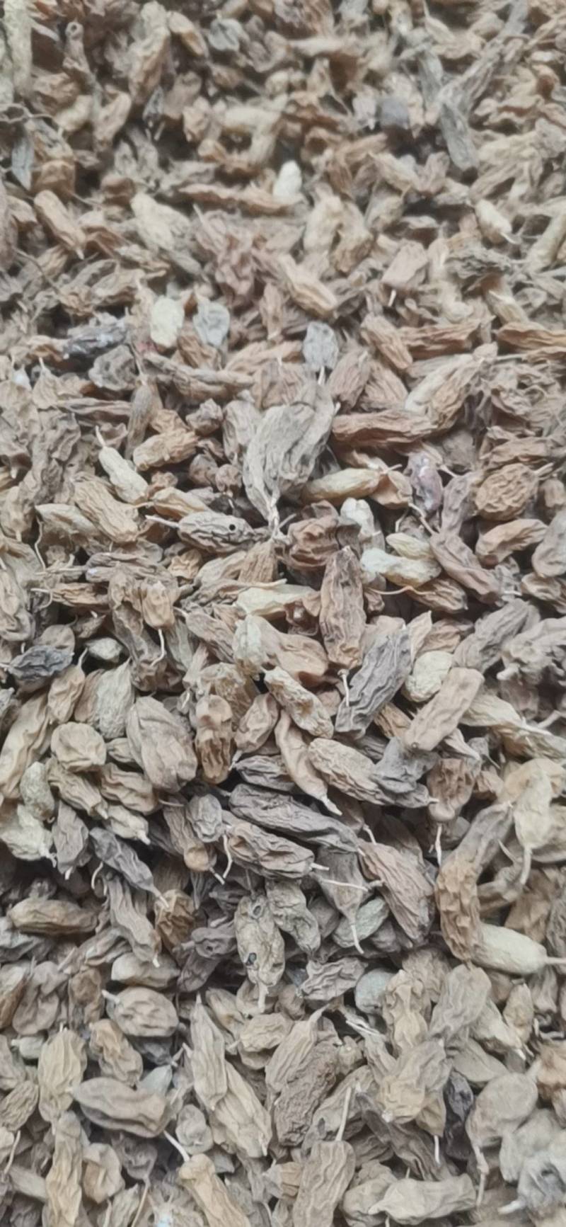 大麦冬，水果麦冬，纯野生，食用煲汤，糖份重