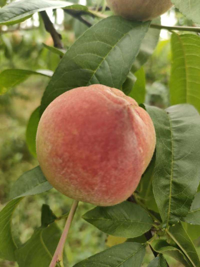 鲜果