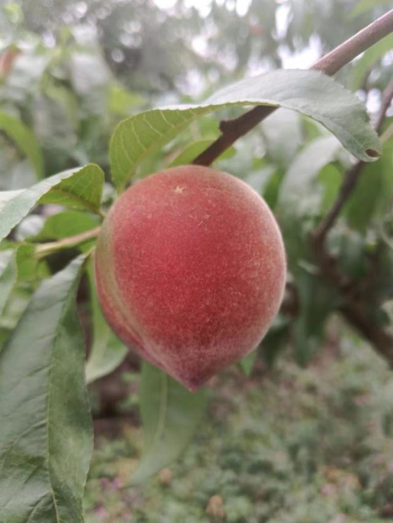 鲜果