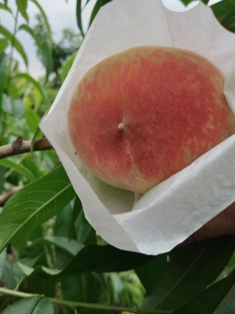 鲜果