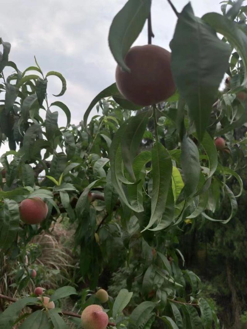 鲜果