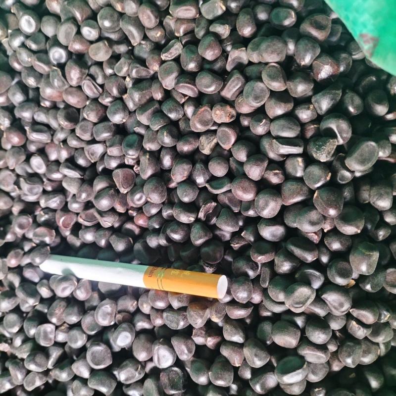 精品牡丹籽