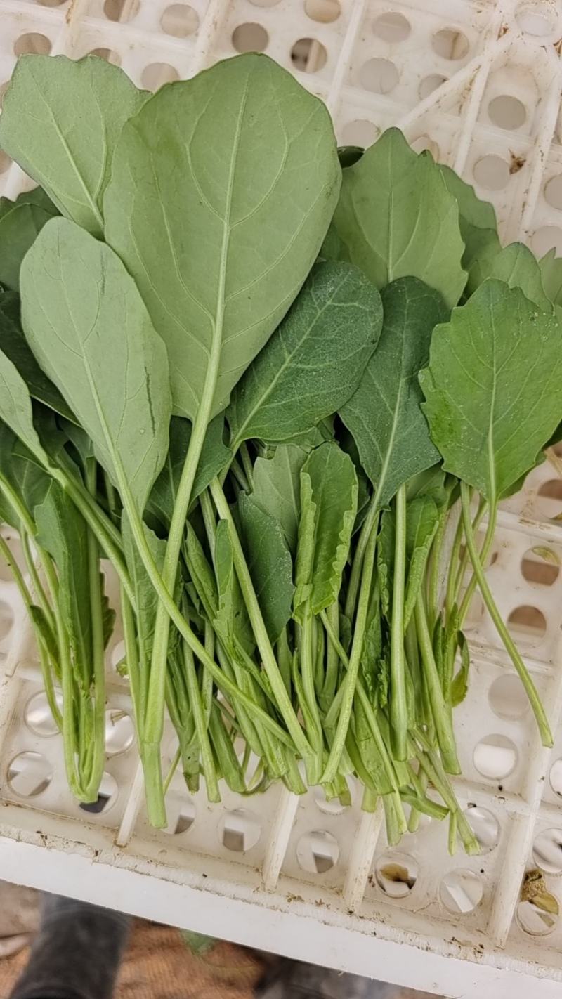 小葛特菜种植基地精品芥兰苗上市中欢迎来电实地考察选购