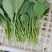 小葛特菜种植基地精品芥兰苗上市中欢迎来电实地考察选购