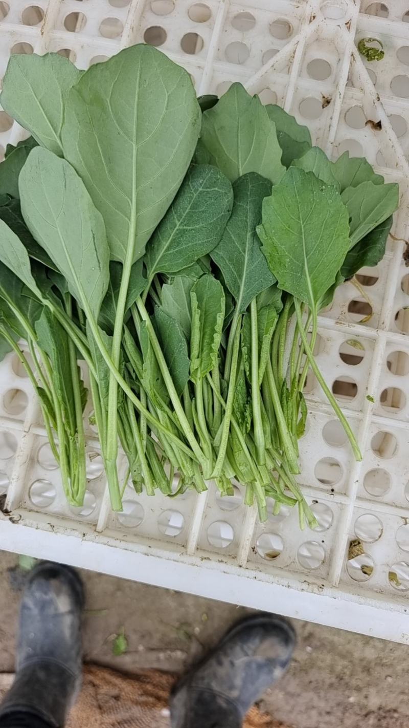 小葛特菜种植基地精品芥兰苗上市中欢迎来电实地考察选购