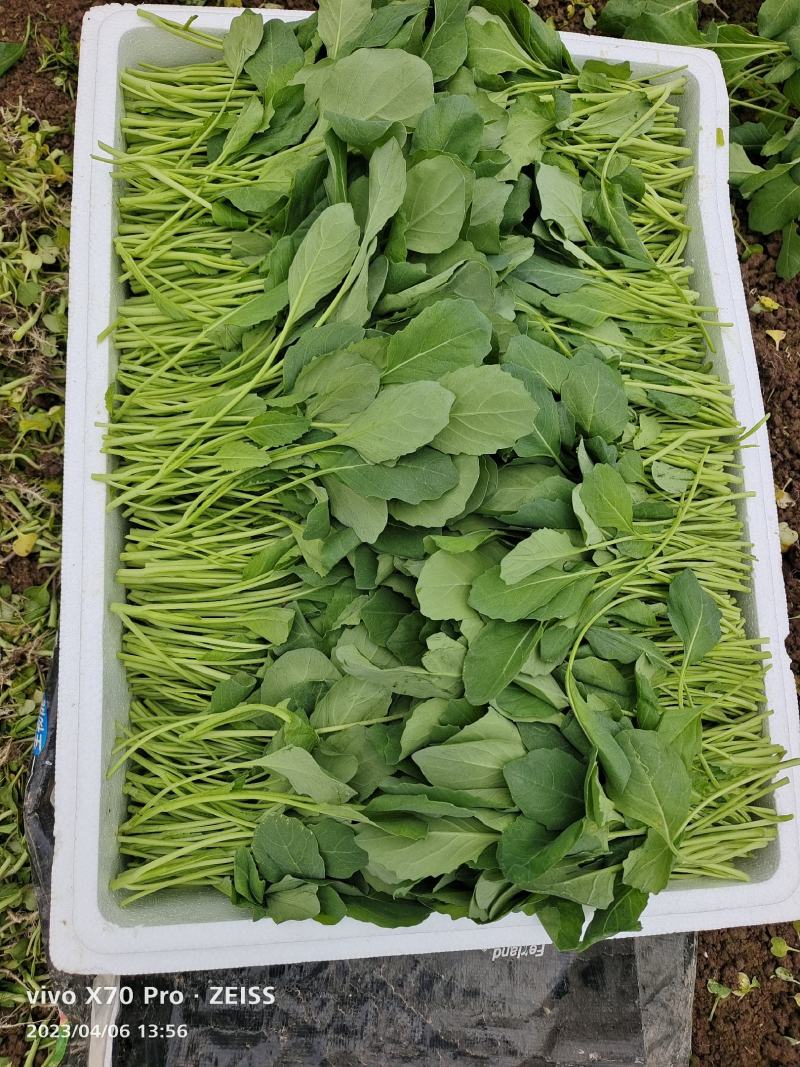 小葛特菜种植基地精品芥兰苗上市中欢迎来电实地考察选购