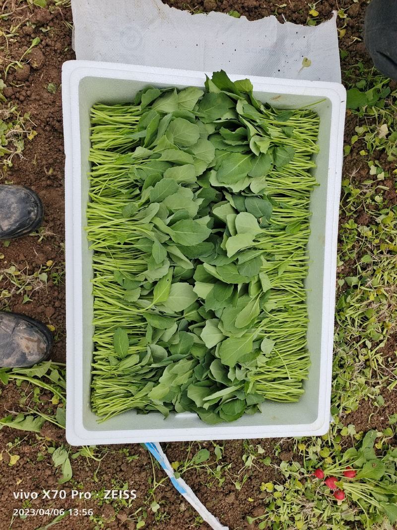 小葛特菜种植基地精品芥兰苗上市中欢迎来电实地考察选购