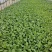 小葛特菜种植基地精品芥兰苗上市中欢迎来电实地考察选购
