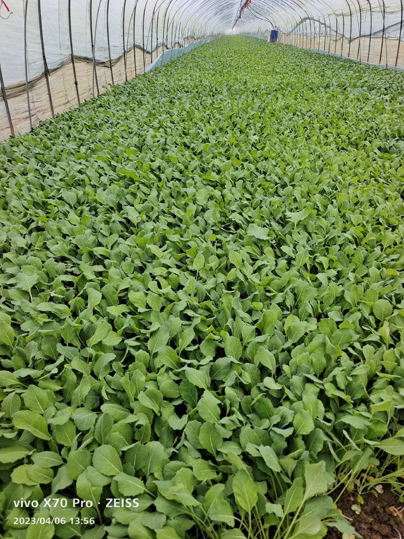 小葛特菜种植基地精品芥兰苗上市中欢迎来电实地考察选购