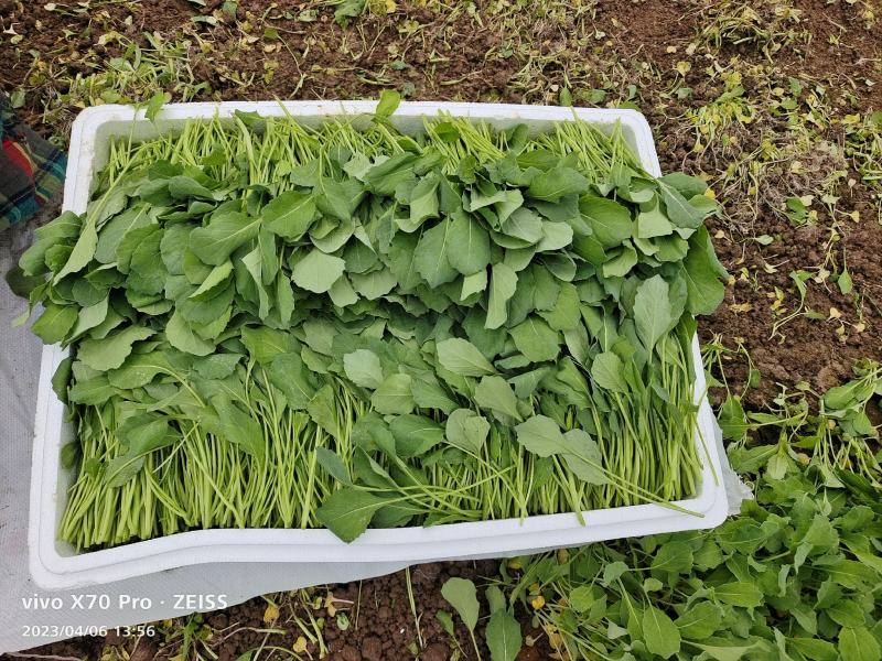 小葛特菜种植基地精品芥兰苗上市中欢迎来电实地考察选购