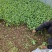 小葛特菜种植基地精品芥兰苗上市中欢迎来电实地考察选购