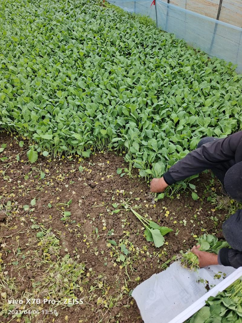 小葛特菜种植基地精品芥兰苗上市中欢迎来电实地考察选购