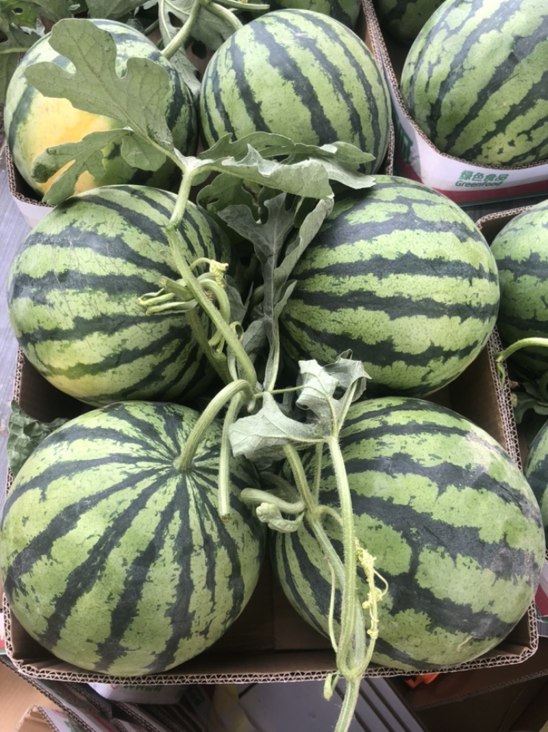 河南商丘精品麒麟西瓜头茬好货大小都有提供纸箱托盘视频实地看货
