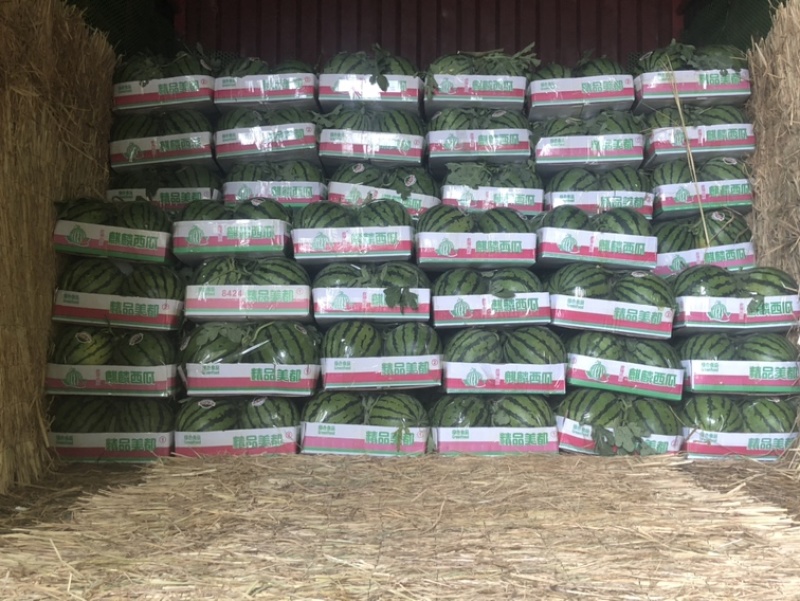 河南商丘精品麒麟西瓜头茬好货大小都有提供纸箱托盘视频实地看货