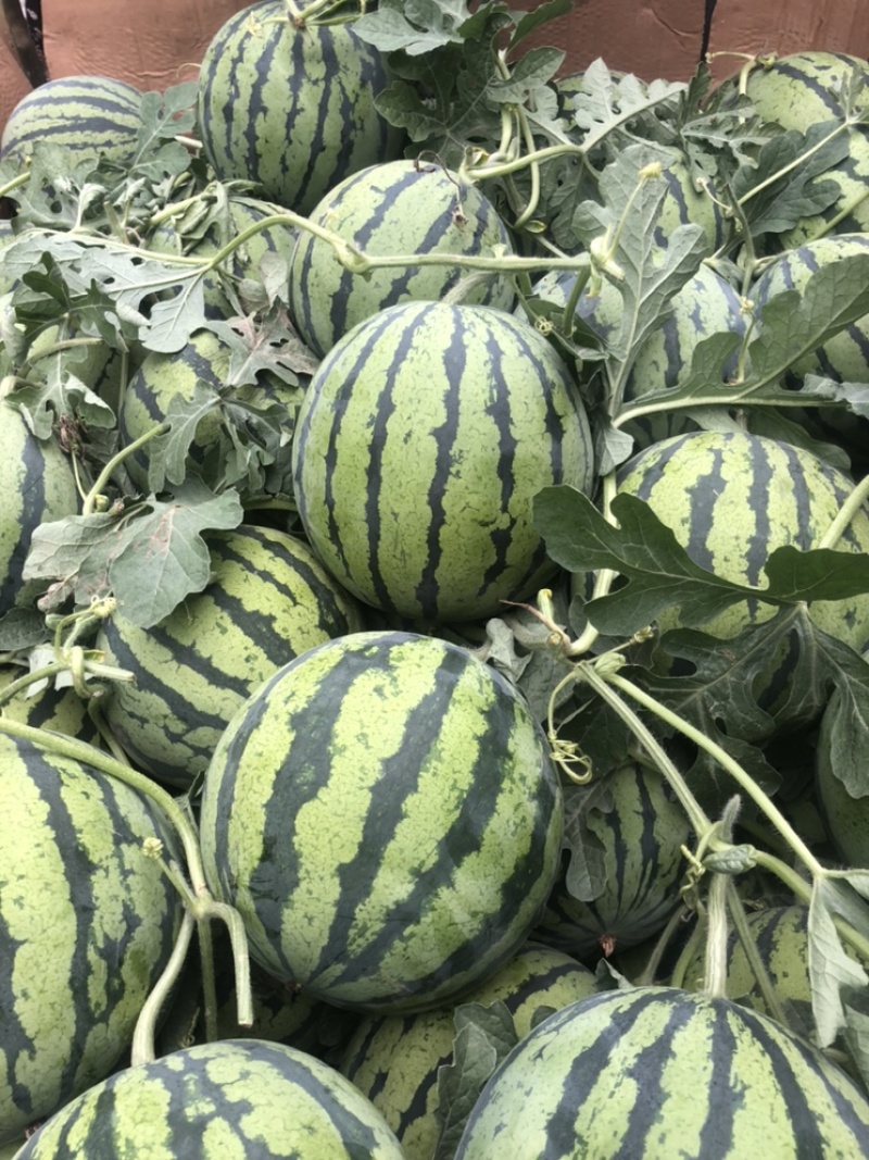 商丘夏邑麒麟美都西瓜头茬无籽大量有货承接各地经销商