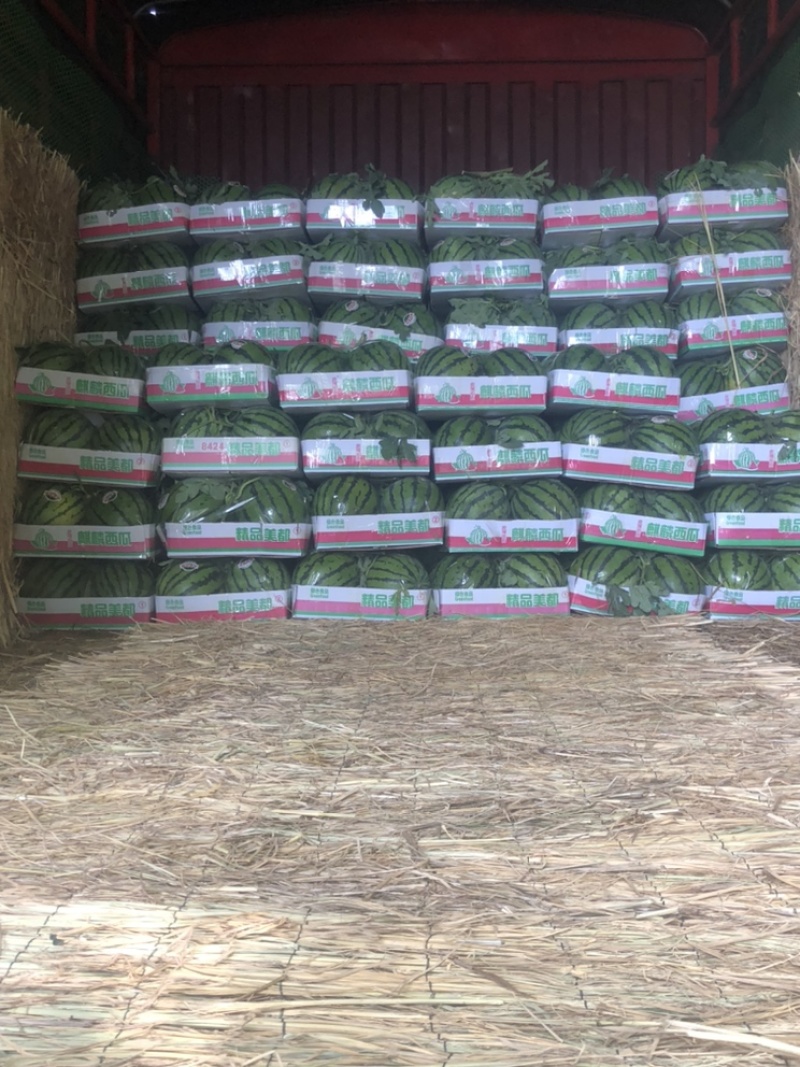 商丘夏邑麒麟美都西瓜头茬无籽大量有货承接各地经销商