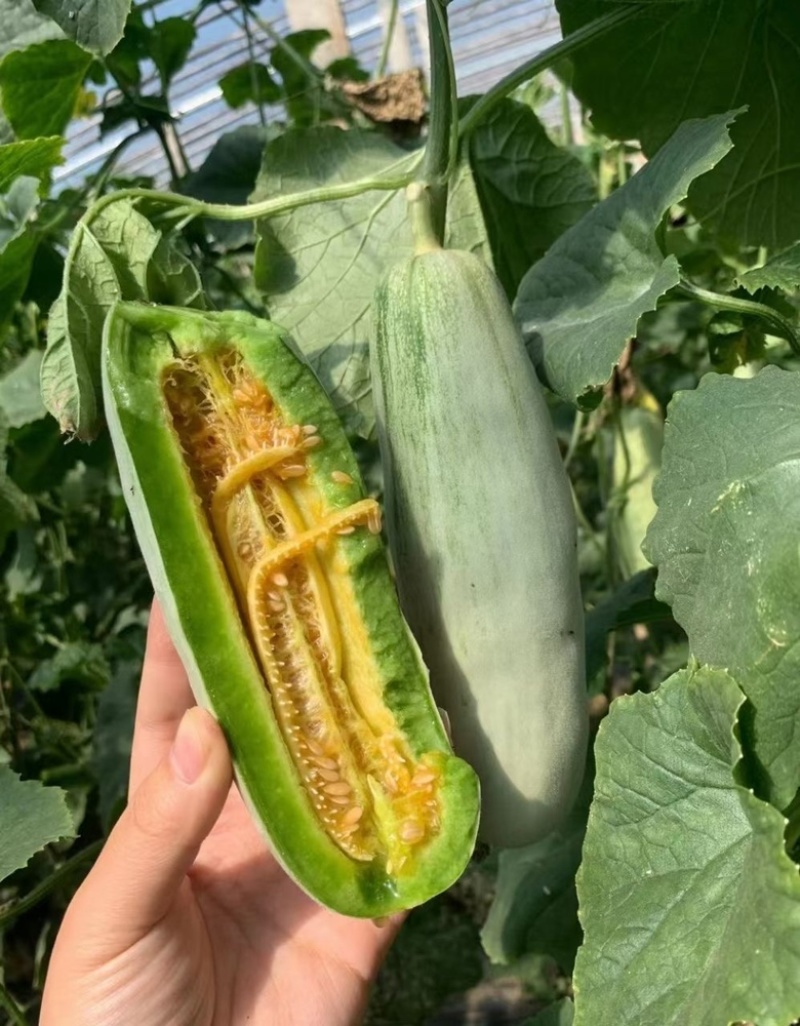 【羊角蜜甜瓜】山东博洋61甜瓜脆甜多汁耐运输可视频看货