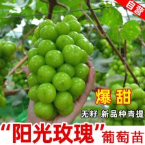 阳光玫瑰葡萄苗嫁接苗，自家基地